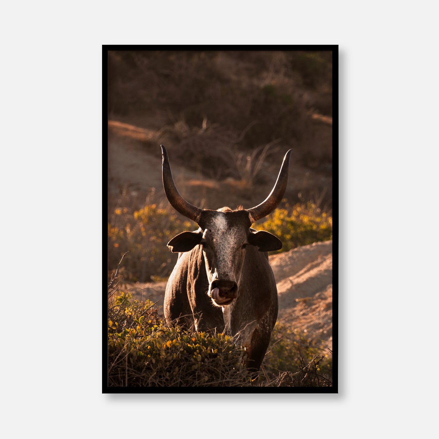 Western Bull