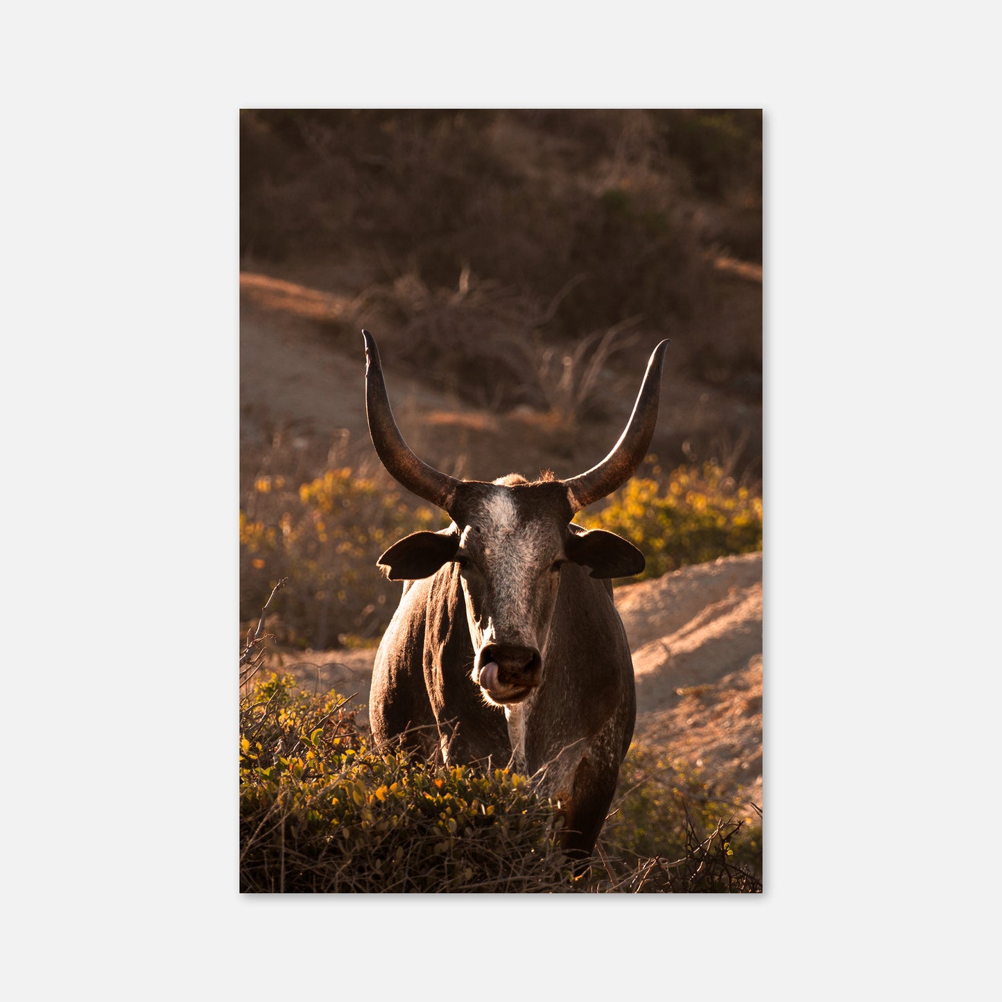 Western Bull