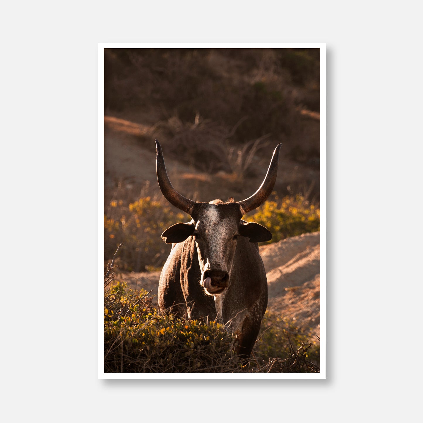 Western Bull