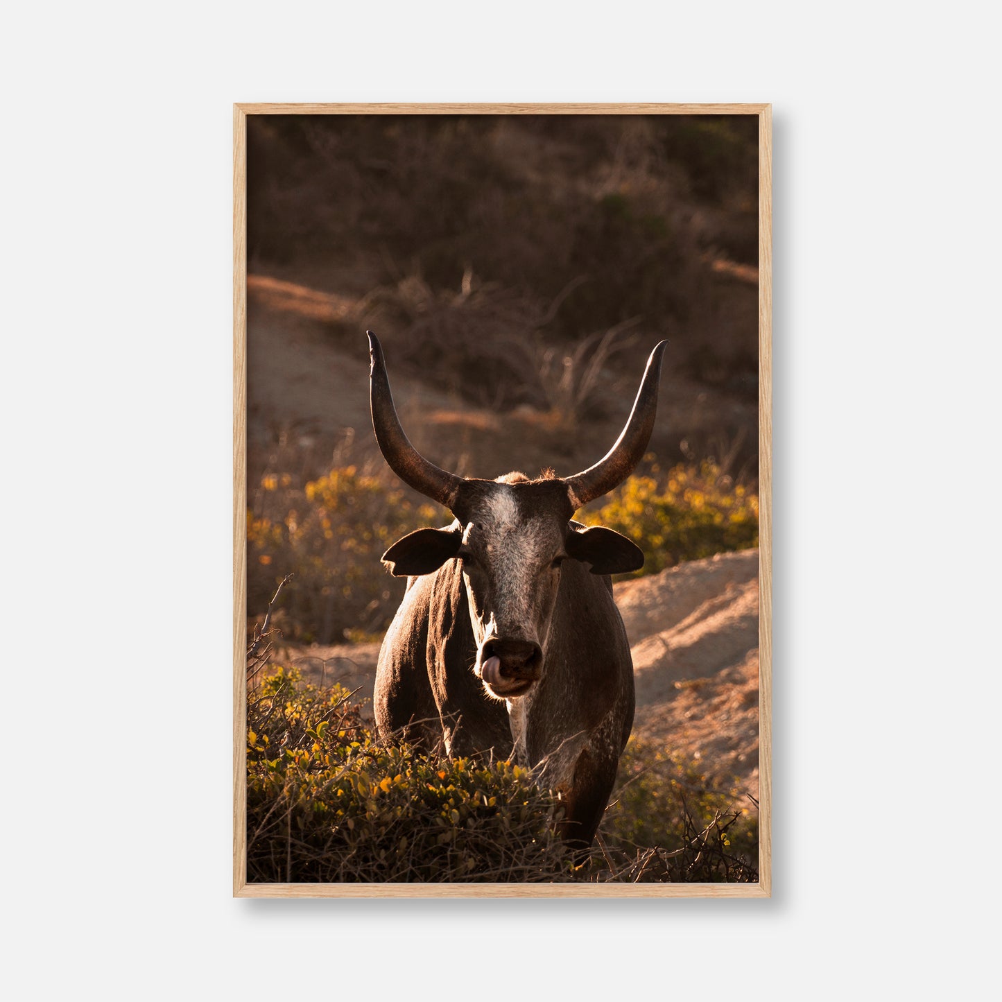Western Bull