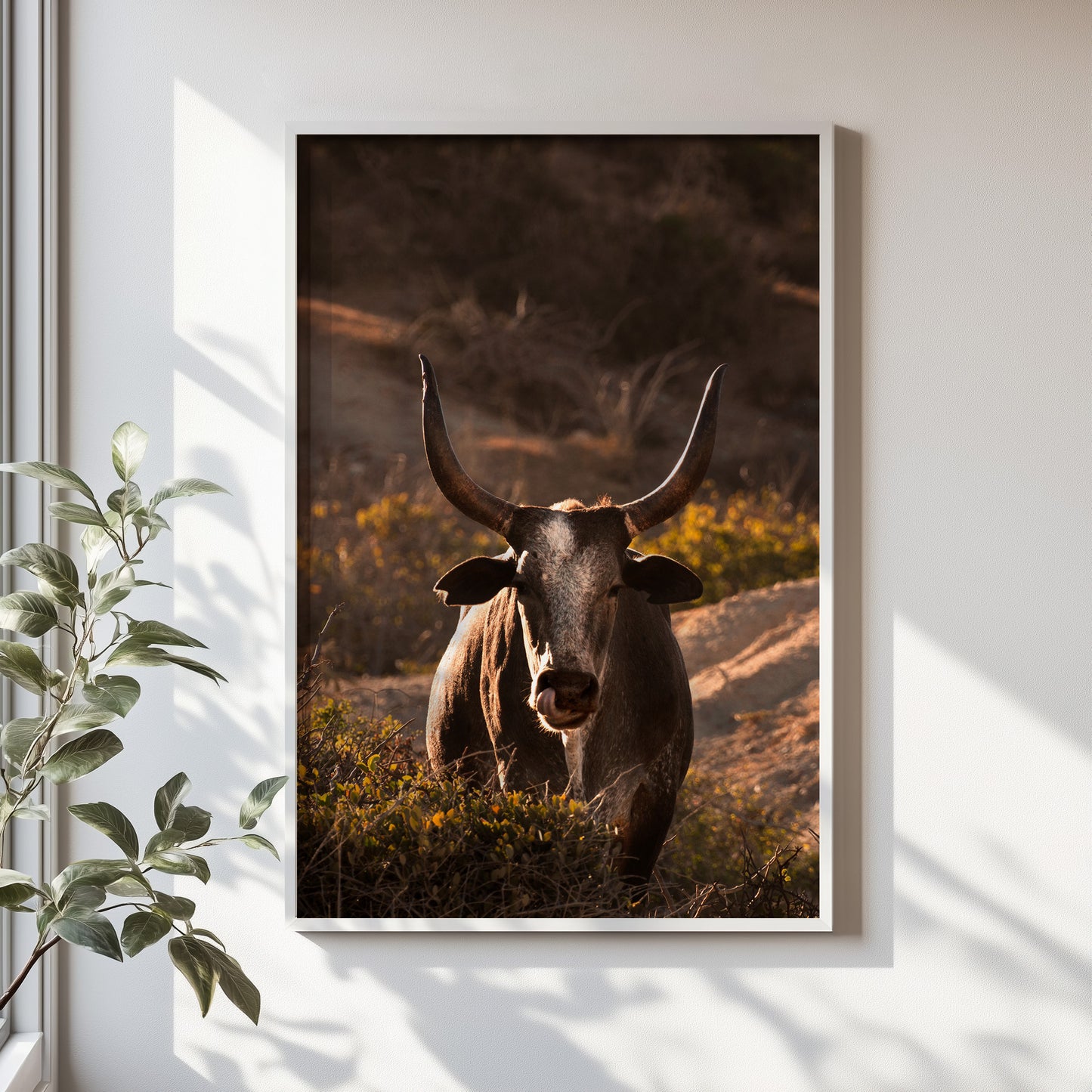 Western Bull