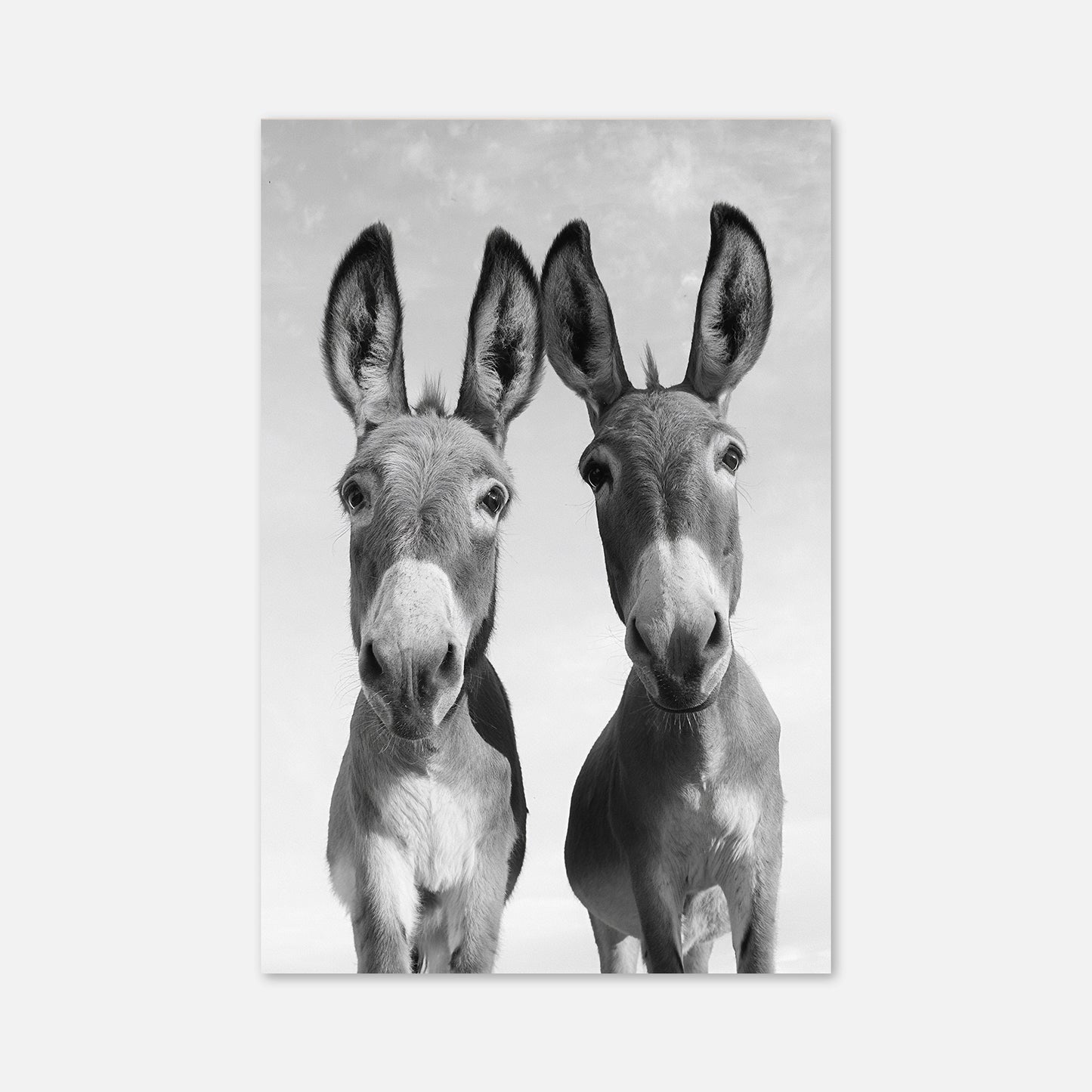 Two Donkeys