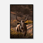 Western Bull