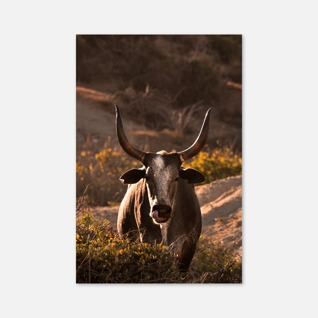 Western Bull