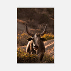 Western Bull