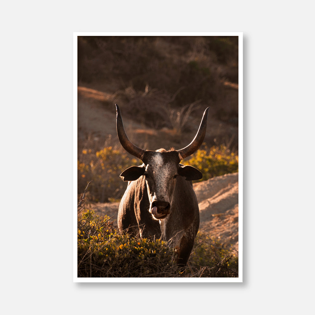 Western Bull