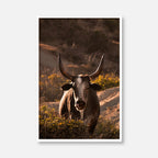 Western Bull
