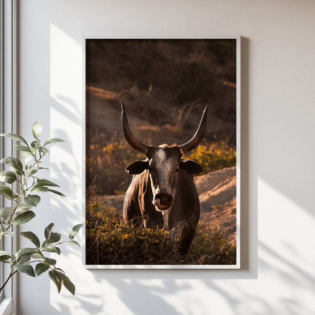 Western Bull