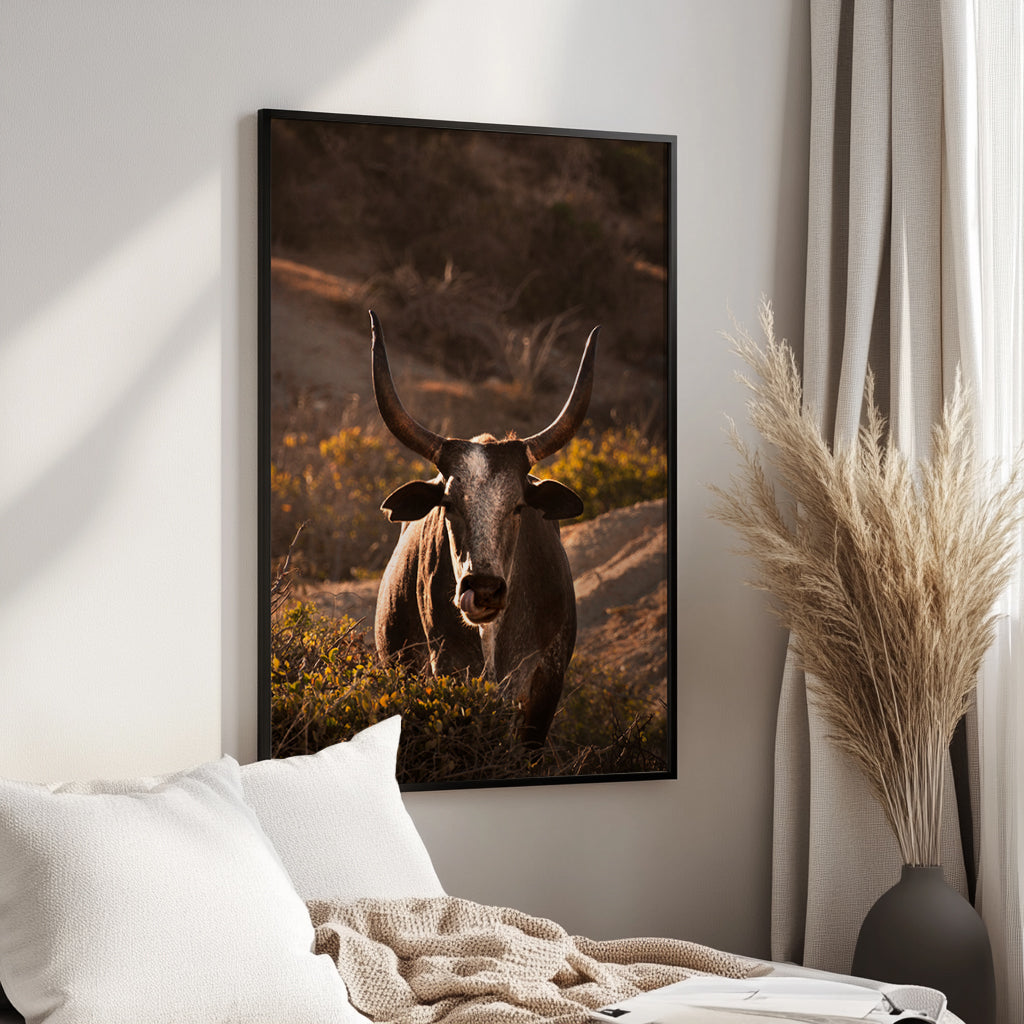 Western Bull