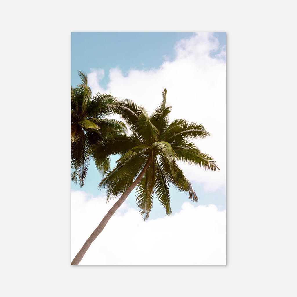 Palm Dreams