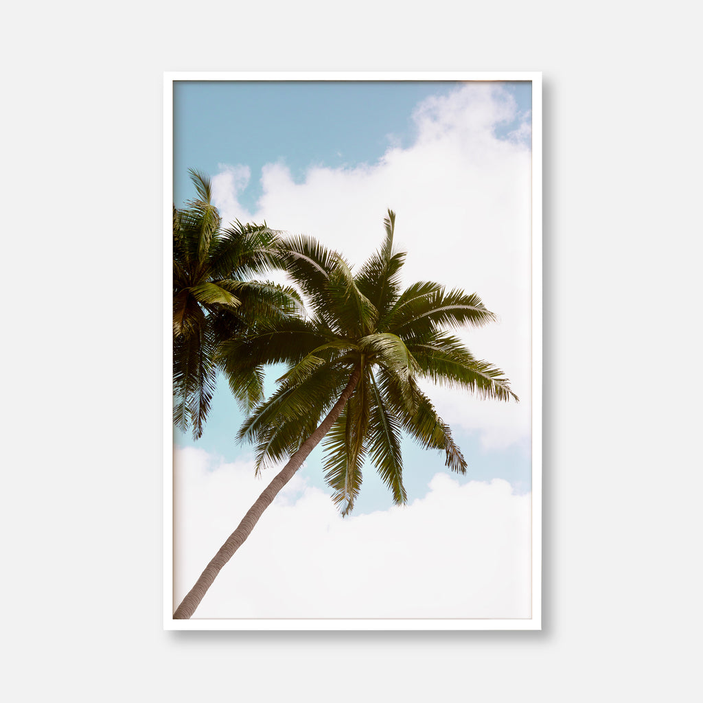 Palm Dreams