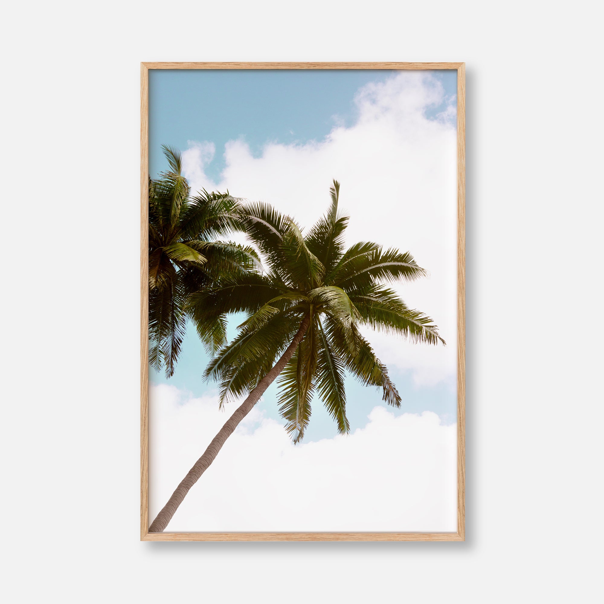 Palm Dreams