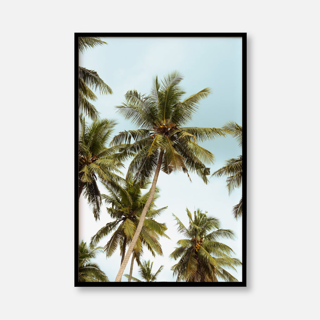 Penida Palms