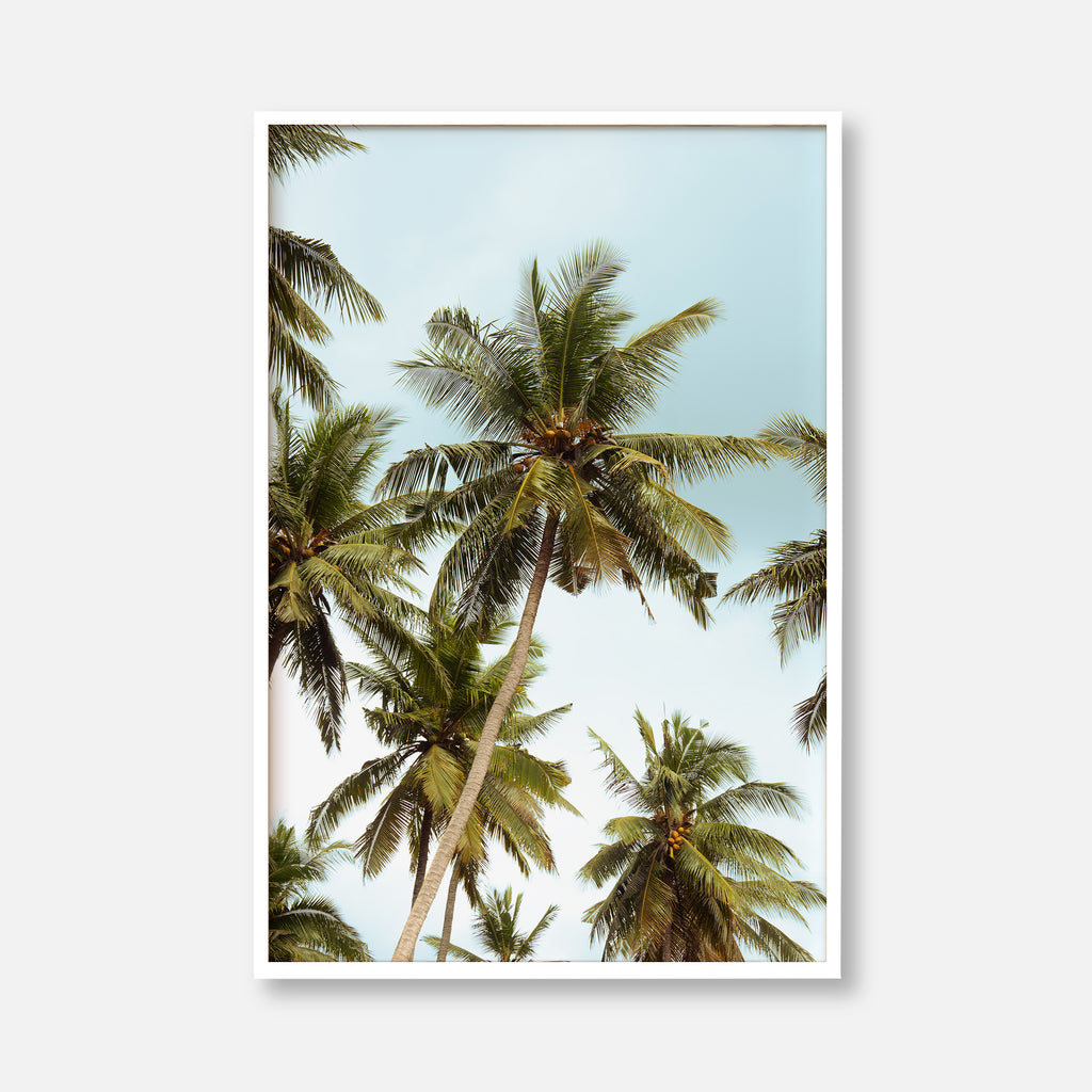 Penida Palms