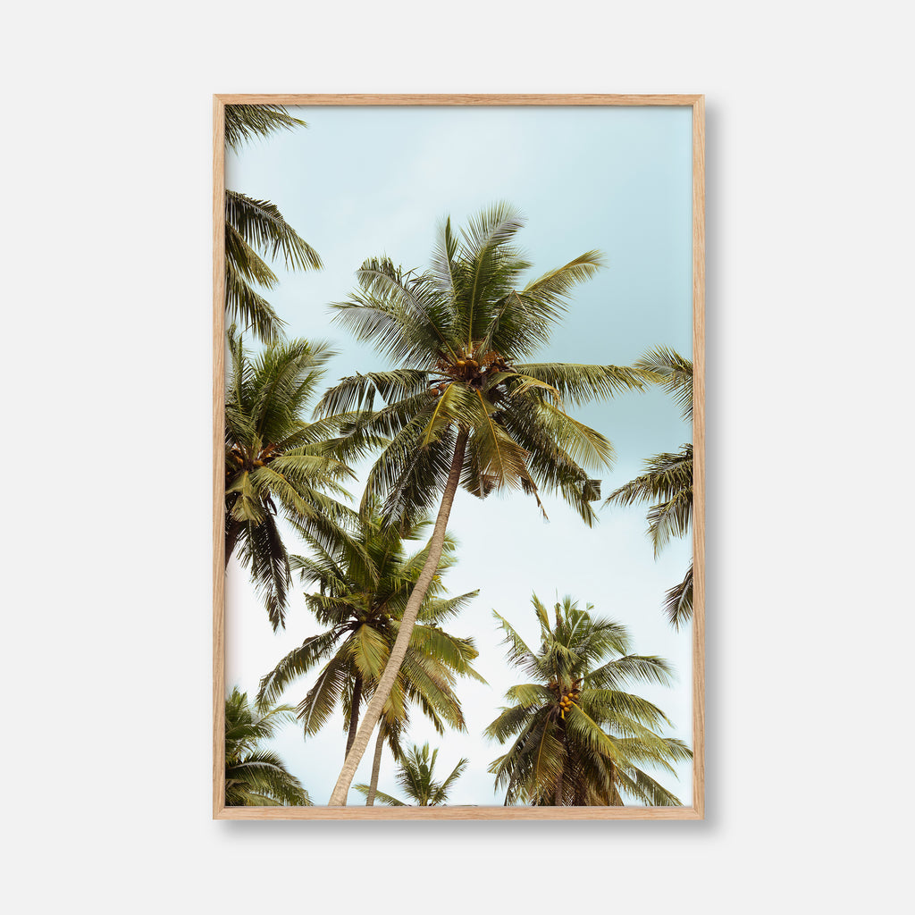Penida Palms