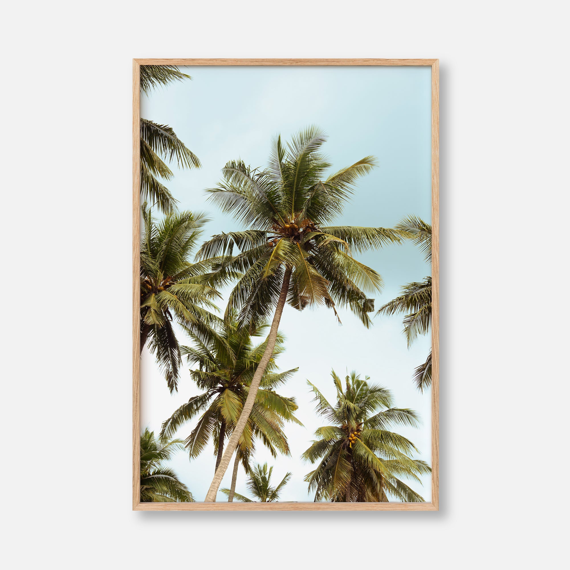 Penida Palms