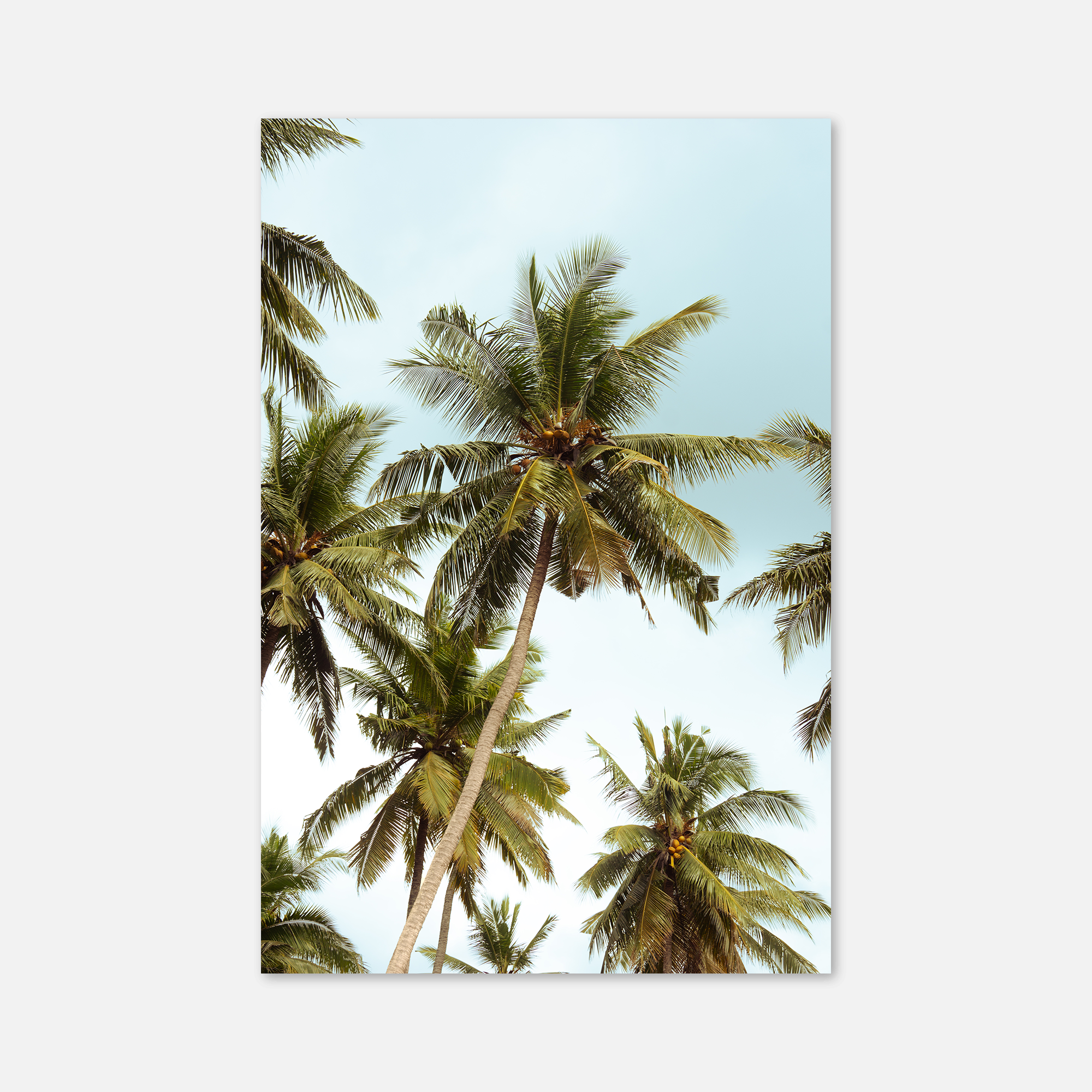 Palm tree print