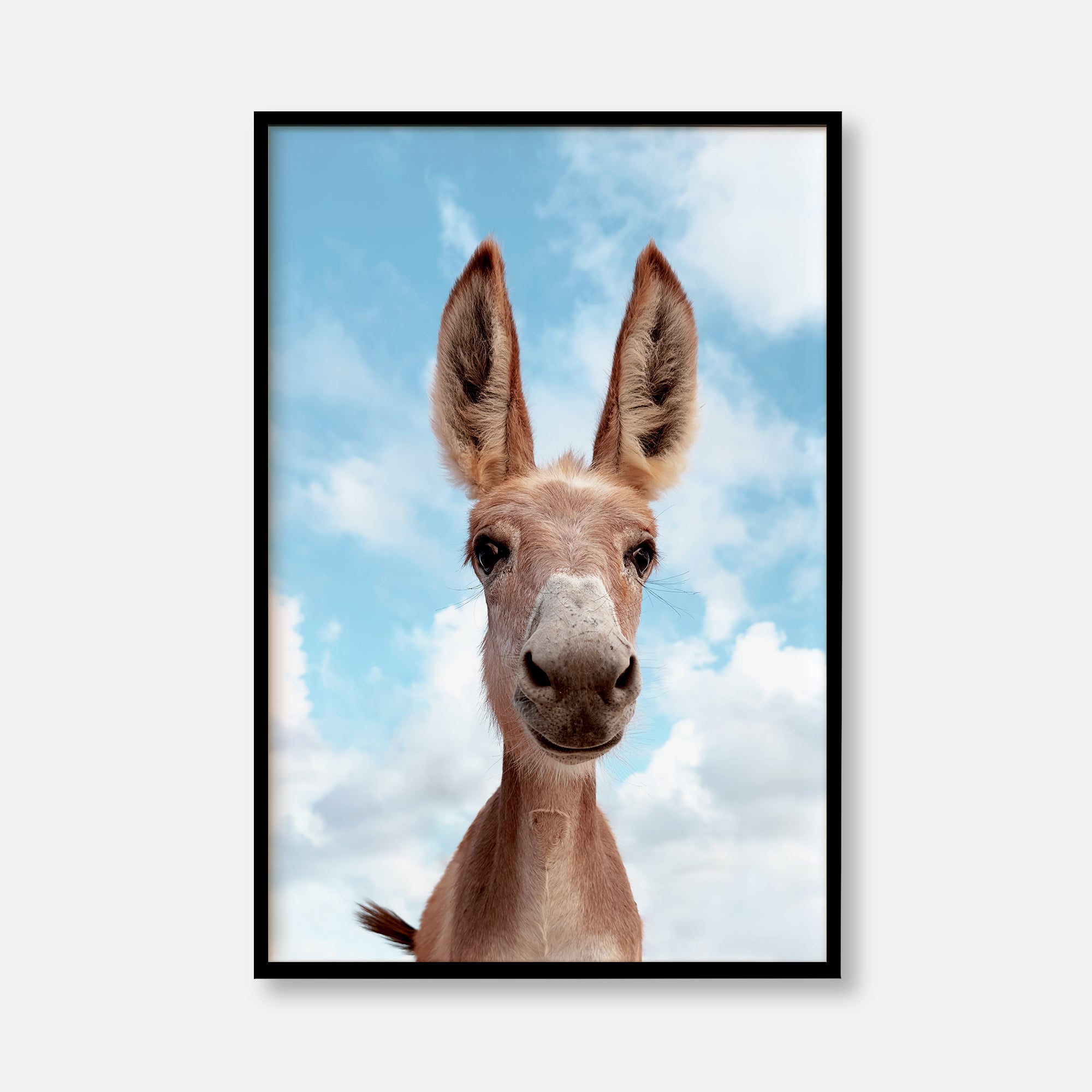 Smiling Donkey