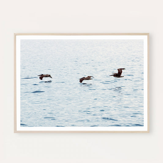 Poster Print: Three Birds