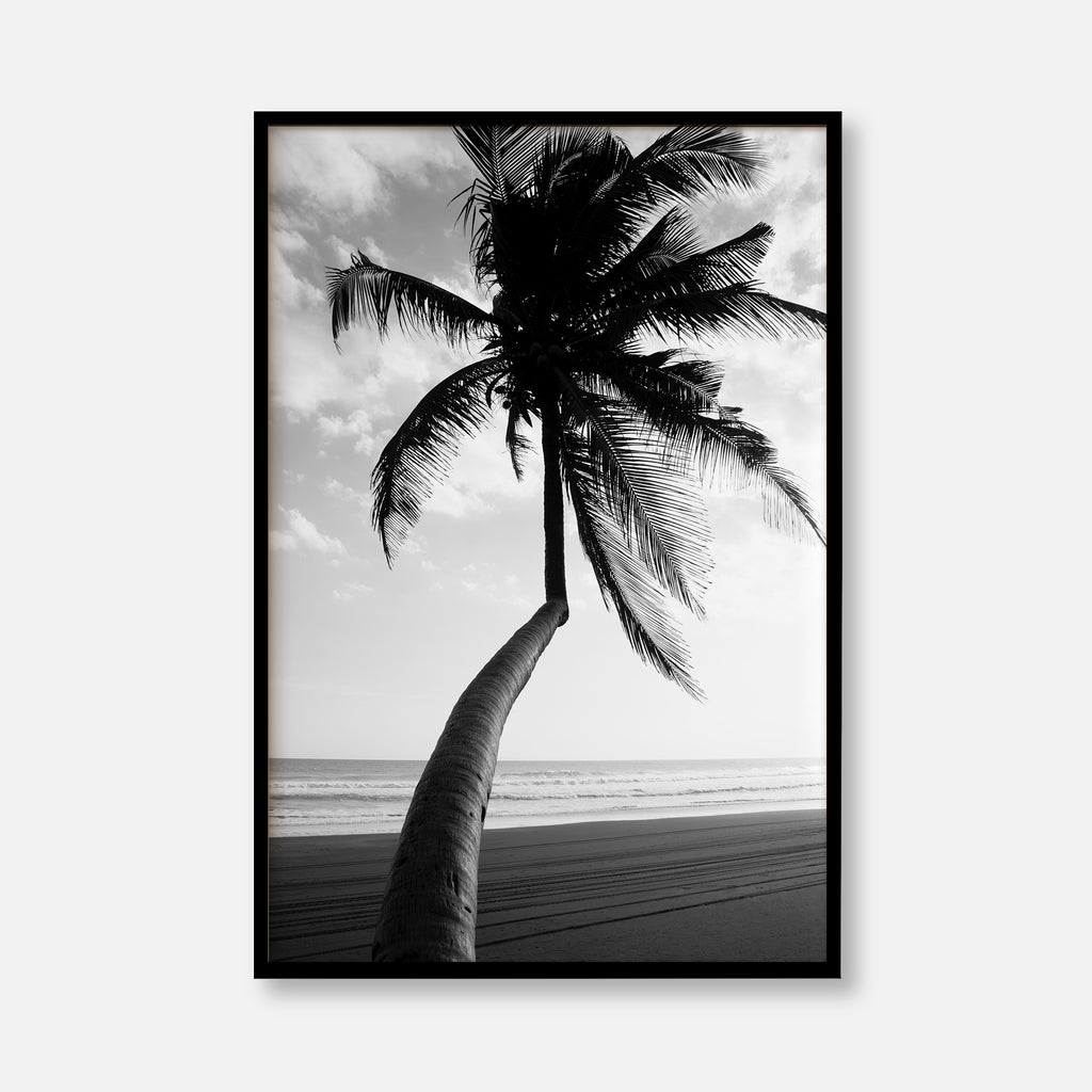 Timeless Palm