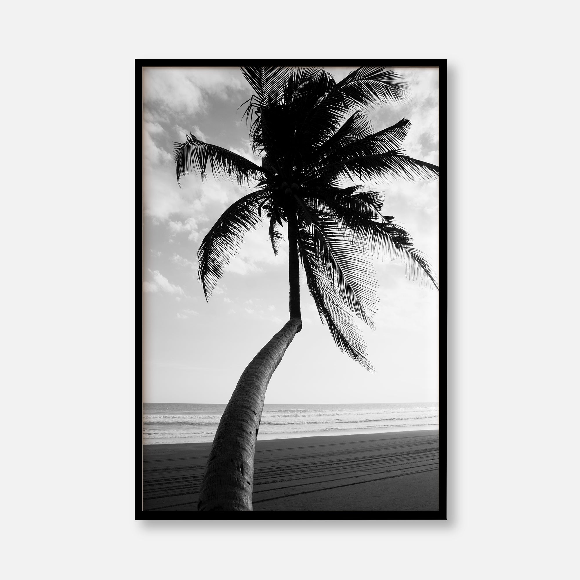 Timeless Palm