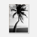 Timeless Palm