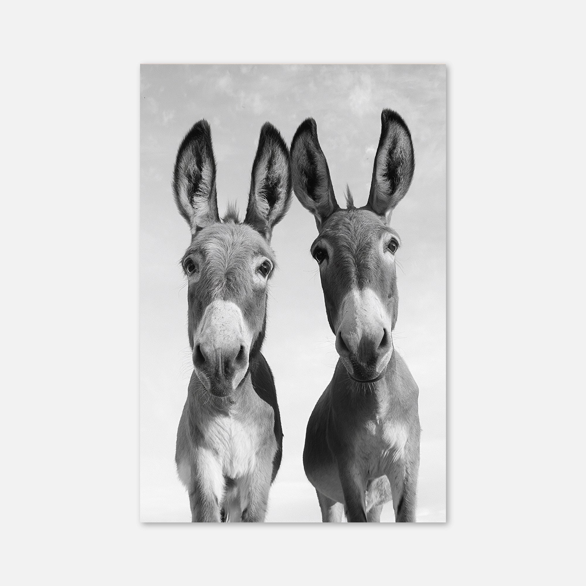 Two Donkeys